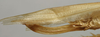 female ovipositor (paralectotype). Depicts CollectionObject 1535998; 4cbcc000-5f9e-45f2-baaf-5eefb7a75383, a CollectionObject.