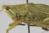 CollectionObject 1541895; af4987ce-7c2a-4a56-b567-818871fc36fc: male head and pronotum, lateral view (paratype of Homorocoryphus deminutus). (CollectionObject).
