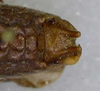 CollectionObject 1544422; ab7647bc-c899-497d-82ac-7d0811de4a86: male subgential plate. (CollectionObject).