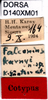 CollectionObject 1505150; b3736a37-5ad7-4a42-a068-591bad779b01: labels (syntype). (CollectionObject).