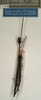 CollectionObject 1560585; NMW 1119, 40d7b3fc-f1a2-4c73-ba92-8acdf9cccfea: copyright NMW, Vienna. male (holotype). (CollectionObject).