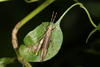 FieldOccurrence 3565; 4e8d4549-24cf-4056-bcc2-a30a02a13d7f; Argentina: Chaco: General Güemes
Parque Nacional El Impenetrable, near field station El Teuco, 2019/12/26: female, dorsal view (December 2019, found at night). (FieldOccurrence).