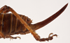 CollectionObject 1534489; 43bfba7c-e758-4132-b2ad-88d084ba36e6: female ovipositor (syntype). (CollectionObject).