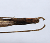 CollectionObject 1576307; 8c4eef8c-667e-46e1-bcb6-562b748f71df: copyright ZRC, Singapore. female: end of abdomen, dorsal view (paratype). (CollectionObject).