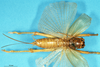 CollectionObject 1506912; 119e8193-8a81-41b5-8174-79b0619086ab: female, dorsal view (holotype). (CollectionObject).