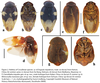 Ergaula nepalensis (Saussure, 1893): Ergaula nepalensis. (Otu).