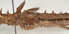 copyright ZIN, St. Petersburg. male: mid body, lateral view (holotype). Depicts CollectionObject 1577055; e685f425-6bab-4823-994d-956cd6254cff, a CollectionObject.