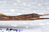 CollectionObject 1576187; 03a8f283-3590-45df-b165-9dc15fd95ddf: copyright SPM, Kinabalu. female: end of abdomen, lateral view (paratype). (CollectionObject).