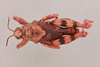 CollectionObject 1522164; a2e78f13-7ae7-4a52-94ba-0929befb5753, NHMUK015982320: male, dorsal view (holotype). (CollectionObject).