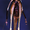CollectionObject 1541576; bbdb4b11-b975-4a6d-ad27-ecf80d118c53: female subgenital plate (topotype). (CollectionObject).