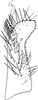 Subgenital plate: !! display not done !! on Empoasca (Empoasca) fabae (Harris, 1841): Subgenital plate. (Observation).