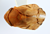 Habitus, dorsal view: !! display not done !! on Clastoptera doeringae Hamilton, 1978: (Observation).