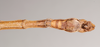 CollectionObject 1561200; NHMUK(SF IMPORT DUPLICATE) 844711, a735ba33-9d9d-4589-875e-5c975d4c8d40: copyright Natural History Museum, London. male: end of abdomen, ventral view of Lonchodes stomphax (holotype). (CollectionObject).