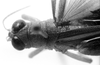 CollectionObject 1521519; 0e72f18d-1001-41df-b792-f689860906fc: Image Carbonell, C.S. male head and pronotum, dorsal view (holotype). (CollectionObject).