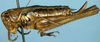 female, lateral view (syntype). Depicts CollectionObject 1520724; 6ad540cb-aa77-40bd-b192-ef71dc27d08d, a CollectionObject.