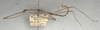 CollectionObject 1558071; NMW 415, 4a7fd25d-7987-48d7-82c3-5913b6af3b22: copyright NMW, Vienna. male, lateral view (syntype). (CollectionObject).