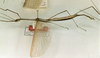 CollectionObject 1561861; 1e3de61b-25c8-40a7-b634-a1ccb2e9108c: copyright NHRS, Stockholm. male, lateral view (syntype). (CollectionObject).