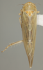 Habitus, dorsal view: !! display not done !! on Balclutha punctata (Fabricius, 1775): Dorsal. (Observation).