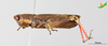 CollectionObject 2245790; Unioeste Cascavel K-0938, 3dbf2d79-42d6-4b8a-a344-9fa312596304: Female, lateral view. (CollectionObject).