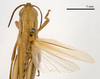 CollectionObject 1575343; 0bb154be-178c-421c-9c04-2f40fdc6e3d4: female, dorsal view (paratype of Euchorthippus declivus stichai Maran, 1954). (CollectionObject).