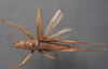 CollectionObject 1505632; 4a28186c-e69c-48d3-a349-4bbc23c22989: female habitus, dorsal view (holotype). (CollectionObject).