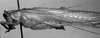 Erioloides latiscobinus Naskrecki & Cohn, 2000: (spec. INBIOCRI000012133). male. (Otu).