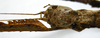 CollectionObject 1562677; a14cab9c-1ca7-4f80-8e2c-ff1d07fbb53f: copyright FRIM. female, head of synonym Pharncia chiniensis (paratype). (CollectionObject).