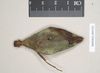 CollectionObject 1561216; NHMUK(SF IMPORT DUPLICATE) 845232, 908f71f4-d99b-40c0-a088-ef111909a049: copyright Natural History Museum, London. female (holotype). (CollectionObject).