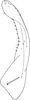 Subgenital plate, ventral view on Edwardsiana menzbieri Zakhvatkin, 1948: Subgenital plate. (Observation).