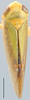Habitus, dorsal view: Gloridonus (Gloridellus) gemellus, dorsal habitus (NMNH). (Observation).