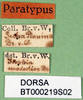 CollectionObject 1502419; 4e1c5f15-19b8-4cce-8bd7-9412c48b2d3a, DORSA BT000219S02: labels (paralectotype of Isophya fusconotata). (CollectionObject).