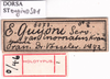 CollectionObject 1530830; cb9f8682-9805-4f07-9557-06b3ea4399e2: labels (syntype of Eugaster guyoni inornata). (CollectionObject).