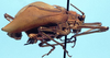CollectionObject 1588829; b00895e5-8ddd-49a6-81db-d553fe946fec: male, lateral view (allotype). (CollectionObject).