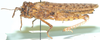 Batrachornis perloides Saussure, 1884: female, lateral view. (Otu).