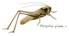 Platycleis grisea (Fabricius, 1781): Pl. 8. male habitus. (Otu).