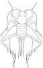 Hygronemobius alleni (Morse, 1905): Fig. 235 b (after Hebard). female (body length 6 mm). (Otu).