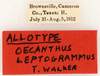 CollectionObject 1966225; 028cf1f7-8688-40d3-9325-b1afef5da3a5: Female, labels (paratype). (CollectionObject).