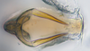 Aedeagus, ventral view: !! display not done !! on Bahita Oman, 1938: n. sp. 6-10: (Observation).