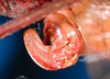 CollectionObject 1501751; 463a16de-6527-4751-80eb-c5d3c390e73c: female ovipositor. (CollectionObject).