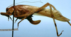 CollectionObject 1522480; c193ae73-677c-4b77-b6af-93ab725bc378: female, lateral view (holotype). (CollectionObject).
