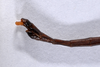 CollectionObject 1557930; 5df97639-fb31-49e4-a32c-f64d66ddcec6: copyright ZMHB, Berlin. male: end of abdomen, lateral view (holotype). (CollectionObject).
