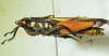 CollectionObject 1498827; b4f7727e-1f33-4456-9479-f8b186356cc6: male, lateral view. (CollectionObject).
