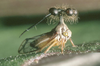 Live specimen: (Observation).