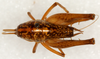 CollectionObject 1499238; 10d7f704-6ccc-451b-945f-0e9d2139ac2a: male, dorsal view (neotype). (CollectionObject).
