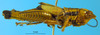 CollectionObject 1505379; 2b7a71fc-f8e4-491b-9da0-88cc411db8fc: male, lateral view (syntype). (CollectionObject).