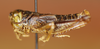CollectionObject 1478281; 039c3f3c-4567-4274-843a-459d894e8656: male, lateral view (holotype). (CollectionObject).
