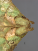 CollectionObject 1561248; 3ba9d821-6893-4d24-9da4-64848fa3b1df: Copyright OUMNH. female: end of abdomen, dorsal view (lectotype). (CollectionObject).
