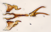 Aedeagus, ventral view: (Observation).