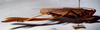 CollectionObject 1503236; MBBJ 3224746, 83869029-8aed-4c6f-b653-3265af74f2fa: female habitus lateral view. (CollectionObject).