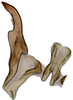 Stylus: !! display not done !! on Bonamus lineatus Oman, 1938: connective and style, ventral view. (Observation).